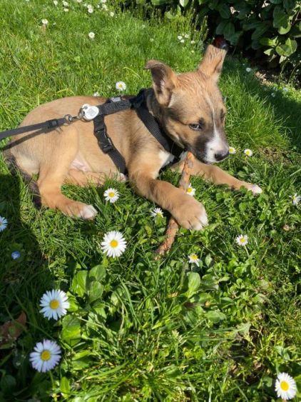 Photo de Am�, American Staffordshire terrier crois� Berger Belge Malinois