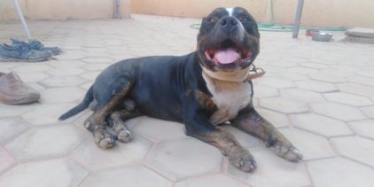 Photo de Brody, American Bully pure race