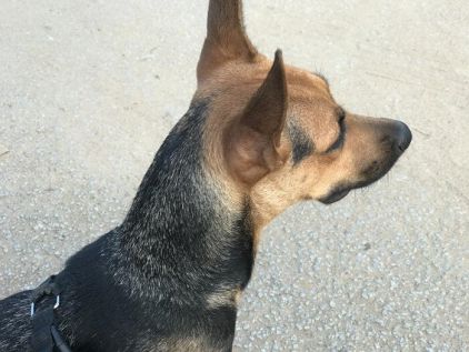Photo de Roxane, Berger Allemand crois�