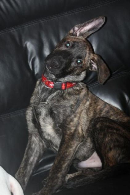 Photo de Toby, Berger hollandais crois�