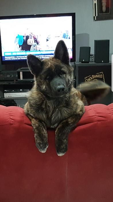 Photo de Hayko, Akita crois� Berger Allemand