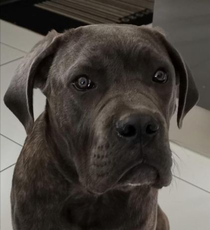 Photo de Priska, Cane Corso pure race