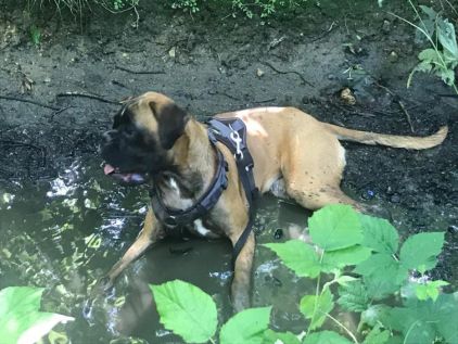 Photo de Callie, Boxer pure race