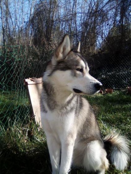 Photo de Shadow, Husky pure race