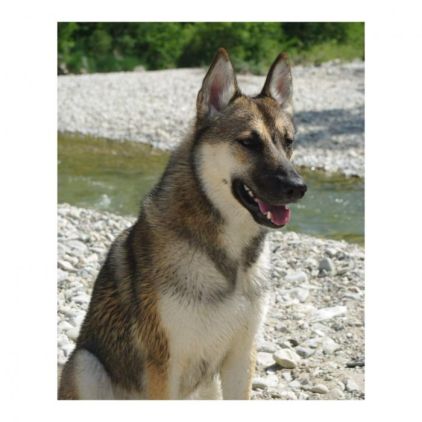 Photo de Olly, Berger Belge Malinois crois� Husky