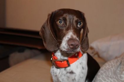Photo de Olly, Beagle crois� Braque allemand