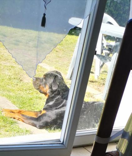 Photo de Darcos, Cane Corso crois� Rottweiler