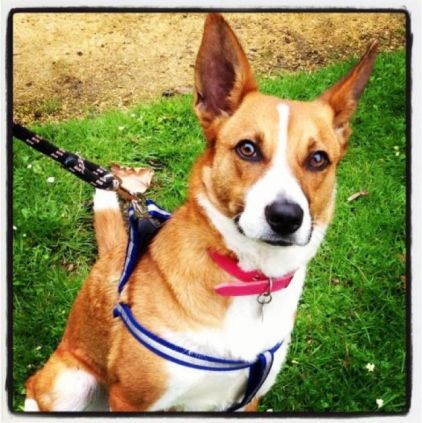 Photo de Ruby, Border Collie crois�