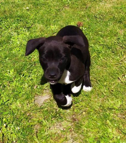 Photo de Reyla, Bouledogue fran�ais crois�