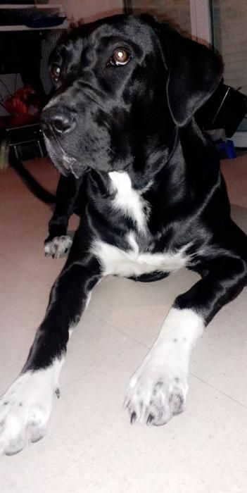 Photo de ISKA, Cane Corso crois� Labrador Retriever