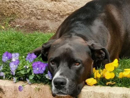 Photo de Nounou, Cane Corso crois� Dogue argentin
