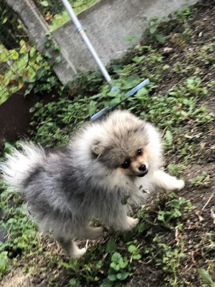 Photo de Koda, Spitz nain pure race