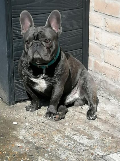 Photo de Oslo, Bouledogue fran�ais pure race