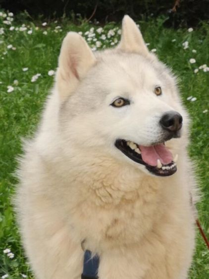 Photo de Get, Husky pure race
