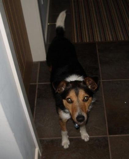 Photo de Ben, Jack Russell terrier crois� Border Collie