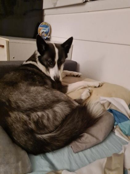 Photo de Narnia, Border Collie crois� Husky
