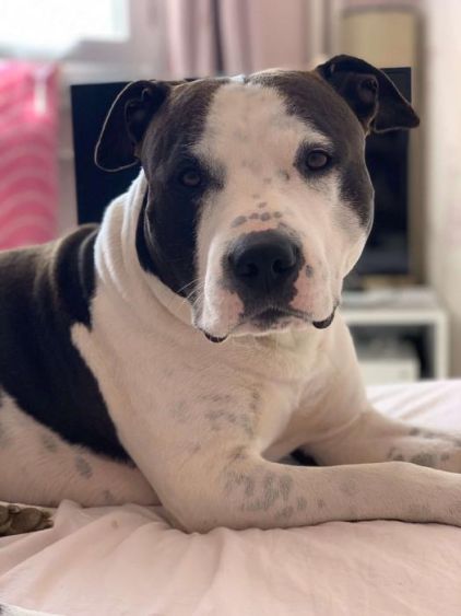 Photo de Kimbo, American Staffordshire terrier pure race