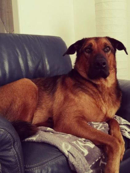 Photo de Max, Beauceron crois� Berger Allemand