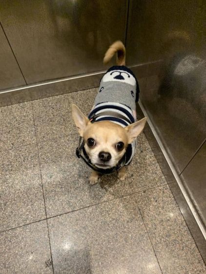 Photo de Sushi, Chihuahua crois� Pinscher nain