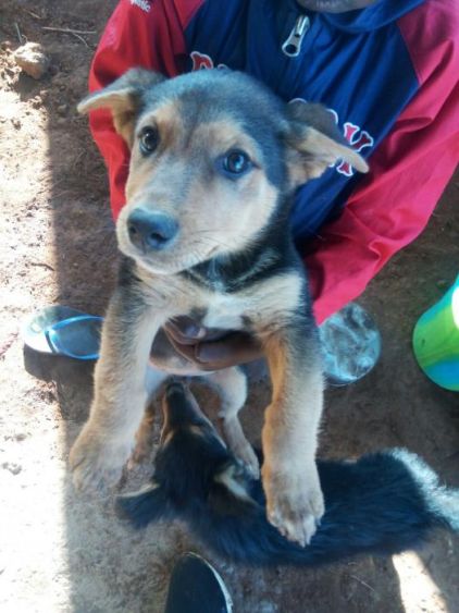 Photo de Youpi, Berger Allemand crois�