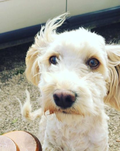 Photo de Paupyn, Bichon crois�