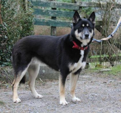 Photo de Diesel, Husky crois�
