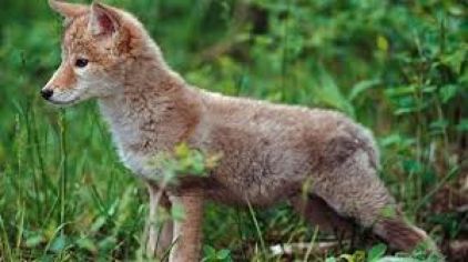 Photo de Artics, Chien-loup de Saarloos pure race