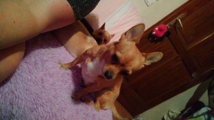 Photo de Miss Guelfy, Chihuahua pure race