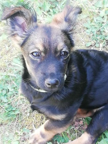 Photo de Praline, Pinscher nain crois�