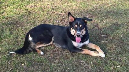 Photo de Starky, Bouvier bernois crois� Husky