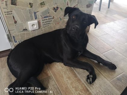 Photo de Elsa, Cane Corso crois� Berger Allemand