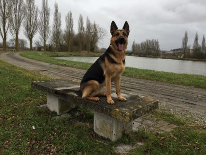 Photo de Nascha du grand pacot, Berger Allemand pure race