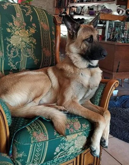 Photo de Ades, Berger Belge Malinois crois� Berger d'Anatolie kangal