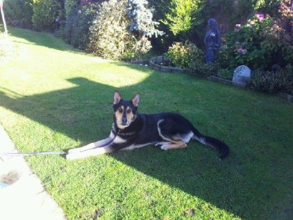 Photo d'Alfi, Berger Allemand crois� Husky