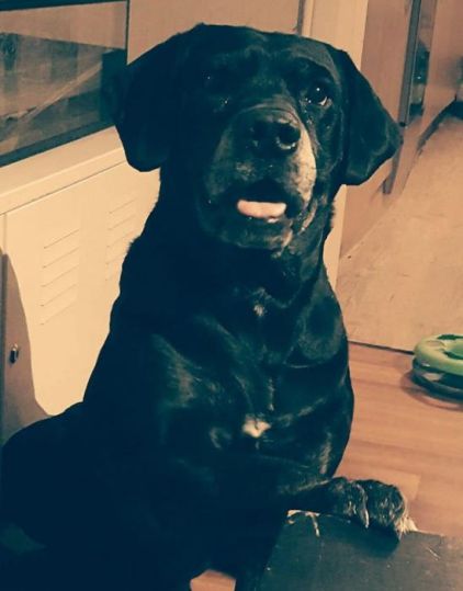 Photo de Hagrid, Boxer crois� Golden Retriever