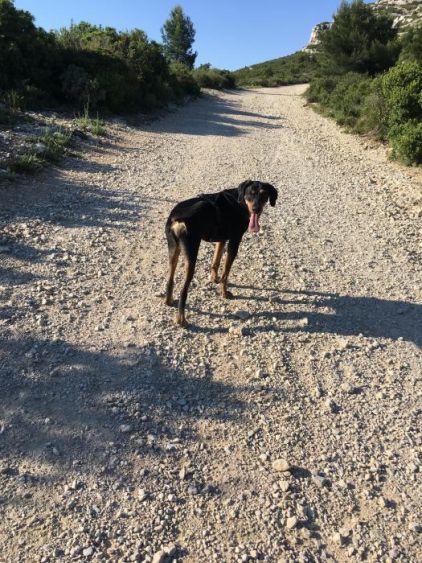 Photo de Larko, Pinscher allemand crois� Cursinu