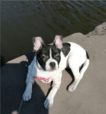 Photo de Nena, Bouledogue fran�ais crois� Jack Russell terrier