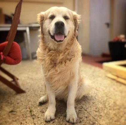 Photo de Jumper, Golden Retriever pure race
