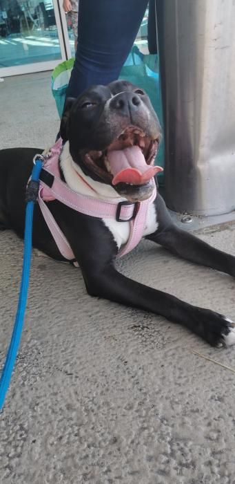 Photo de Pearly, American Staffordshire terrier pure race