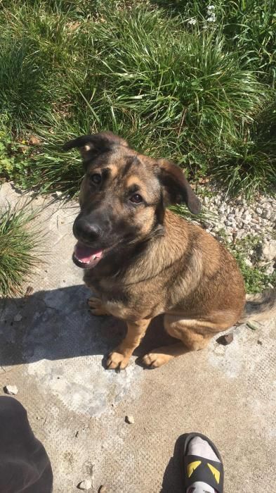 Photo de Akyko, Berger Allemand crois� Berger Belge Malinois