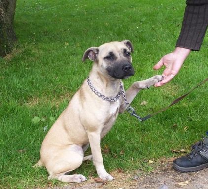 Photo de Lucy, American Staffordshire terrier crois�