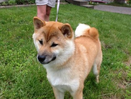 Photo de Argos, Shiba Inu pure race