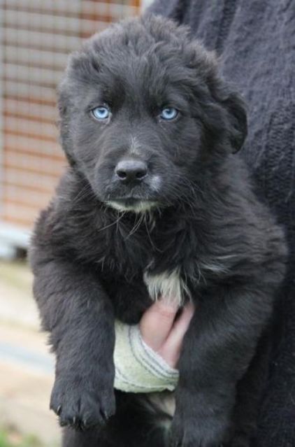 Photo de Luo , Golden Retriever crois� Husky