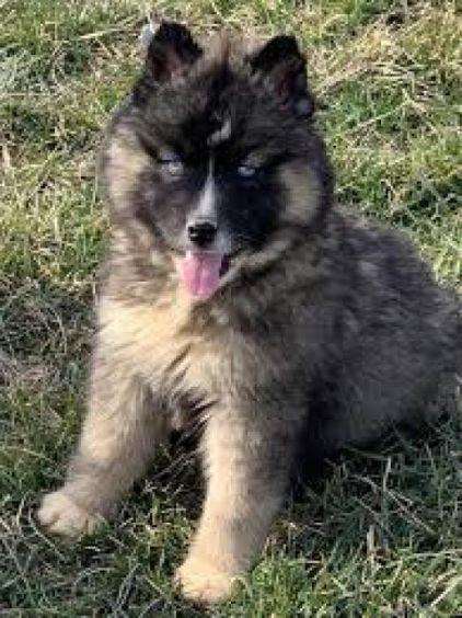 Photo de Tokyo, Husky pure race