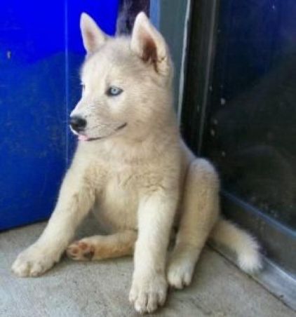 Photo de Amashi, Akita crois� Husky