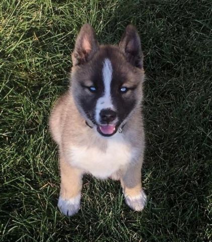 Photo de Darshide, Akita crois� Husky
