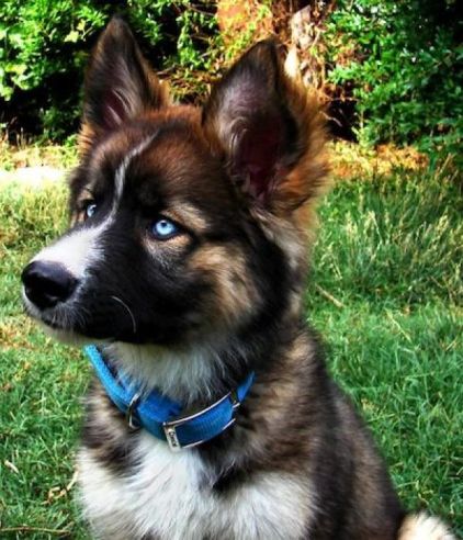 Photo d'Aiko, Berger Allemand crois� Husky