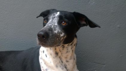 Photo de Jeanne, corniaud Dalmatien Pointer anglais