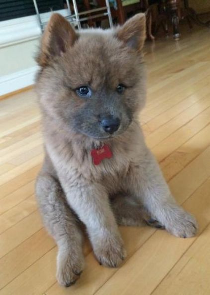 Photo de Maii, Akita crois� Chow-chow