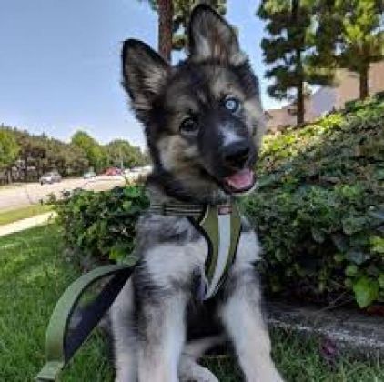 Photo de Pin-up, Berger Allemand crois� Husky